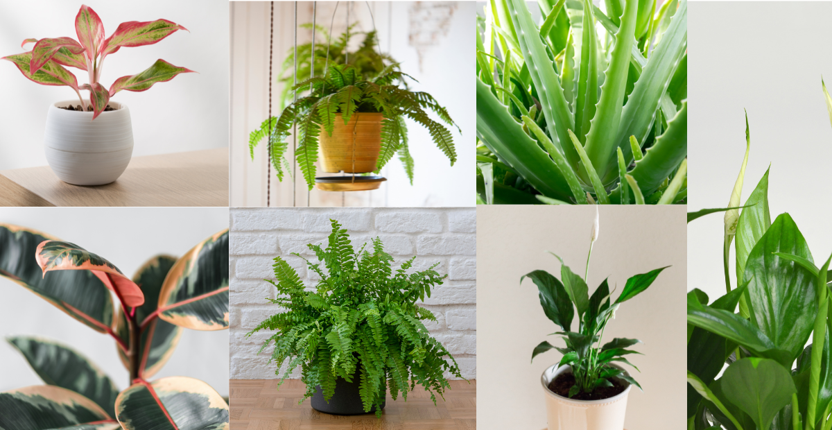 Air Purifying Indoor Plants