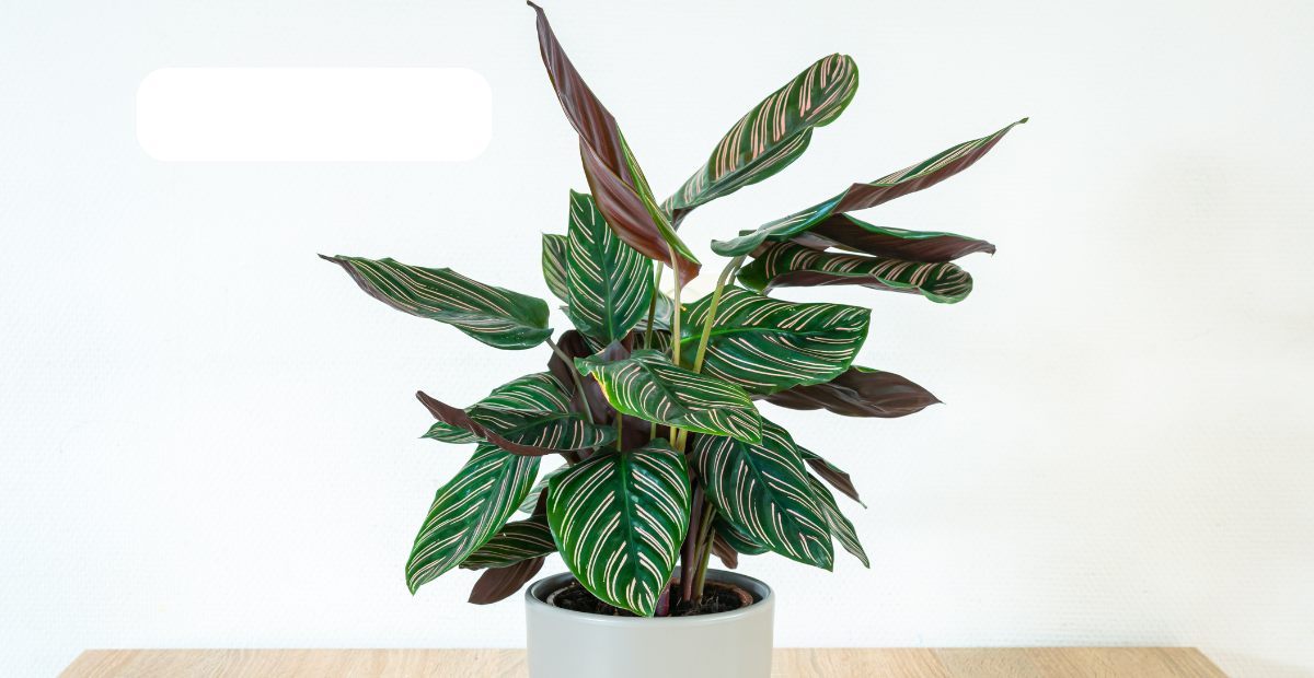 the best plants for indoors with little light